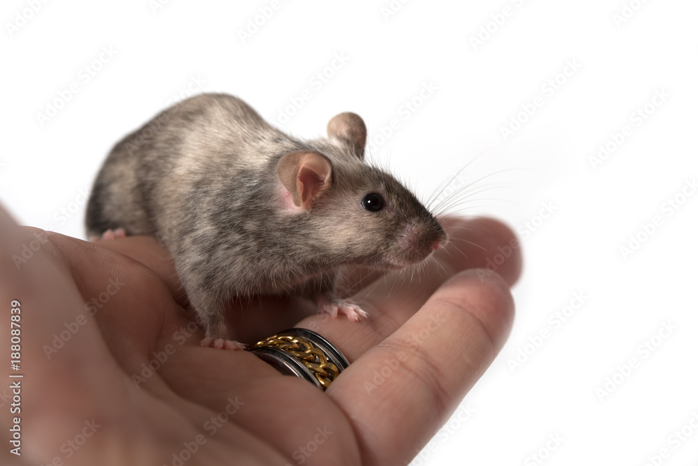 cute little mouse sitting on a hand - isolated on white cute little mouse sitting on a hand - isolated on white