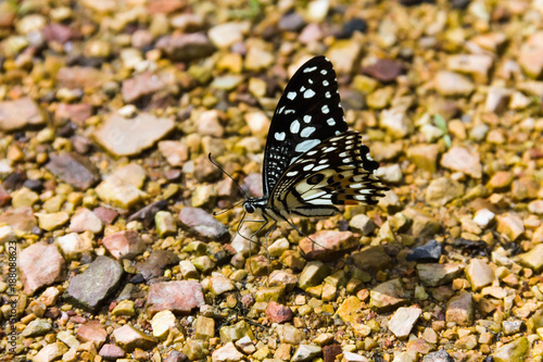 Closeup Butterfly on the stone floor