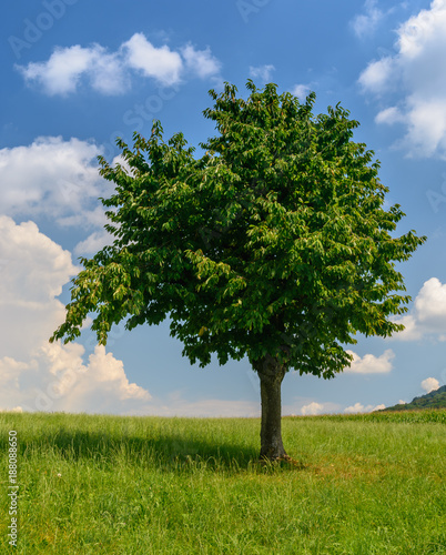 Blühender Baum im Frühling