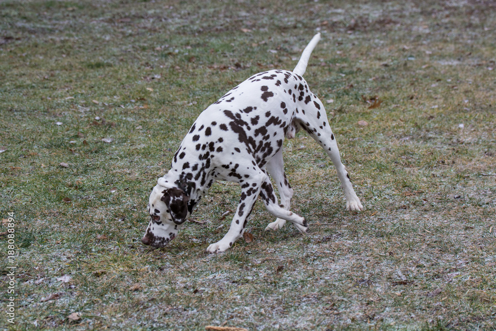 Adorable black Dalmatian dog outdoors in winter