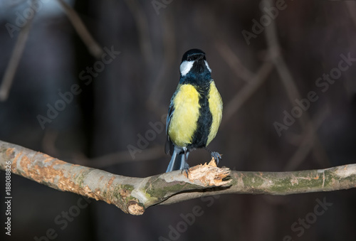 Cute Great tit (Parus major) bird in yellow black color sitting on tree branch