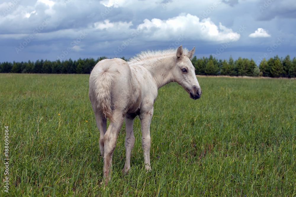 the little white foal grazing in the meadow the little white foal grazing in the meadow
