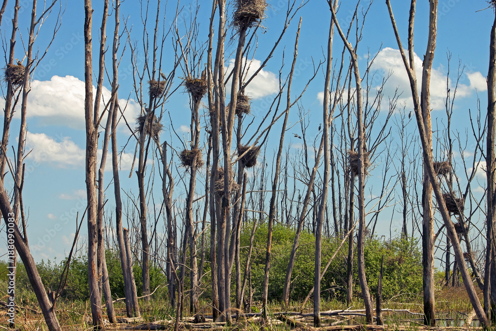 Obraz premium beautiful view of Heron's nests in the trees