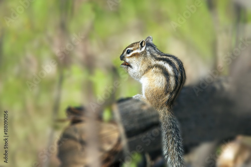 a cute furry chipmunk sitting on a stump and eats