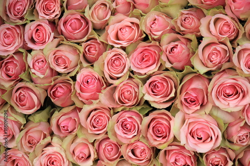 Group of Pink roses