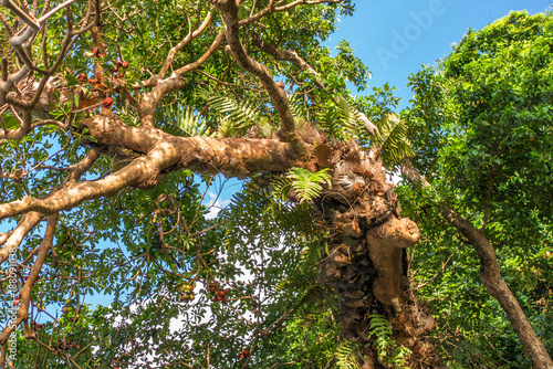 Pongamia pinnata tree photo