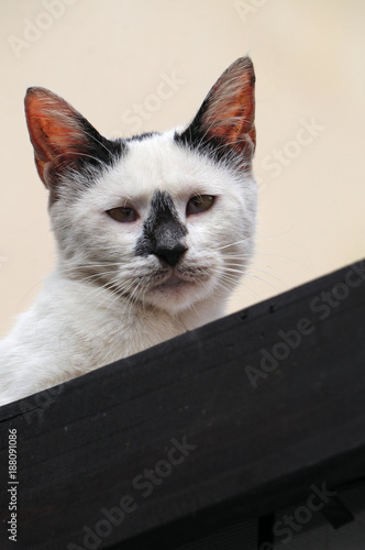 Photography A white stray cat with a black nose and ears