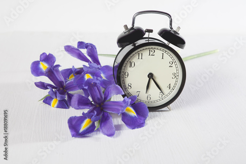 Fototapeta Naklejka Na Ścianę i Meble -  the Violet Irises xiphium (Bulbous iris, sibirica) with clock on white background with space for text. Top view, flat . Holiday greeting card for Valentine's Day, Woman's Day, Mother's Day, Easter!