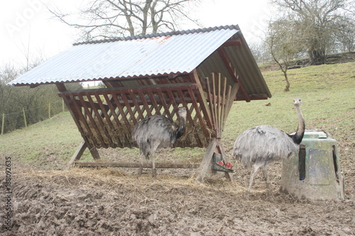 Strauß, Vogelstrauß, Futterstelle photo