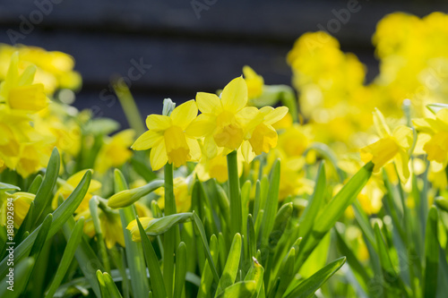 Fototapeta Naklejka Na Ścianę i Meble -  Narzissen im Sonnenlicht