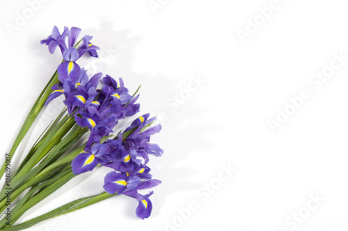 Fototapeta Naklejka Na Ścianę i Meble -  the Violet Irises xiphium (Bulbous iris, sibirica) on white background with space for text. Top view, flat lay. Holiday greeting card for Valentine's Day, Woman's Day, Mother's Day, Easter!