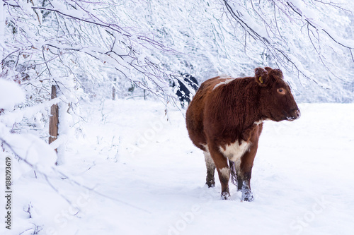 Cow in winter snow © Pavla Zakova