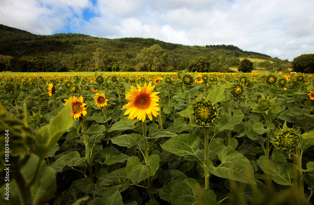 Sunflower field landscape, South of France