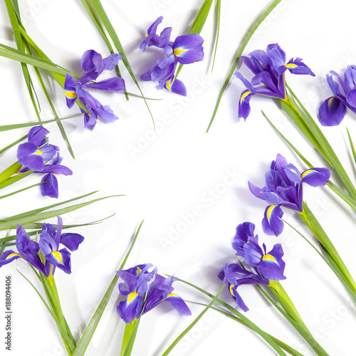 Fototapeta Naklejka Na Ścianę i Meble -  the Violet Irises xiphium (Bulbous iris, Iris sibirica) on white background with space for text. Top view, flat lay. Holiday greeting card for Valentine's Day, Woman's Day, Mother's Day, Easter!