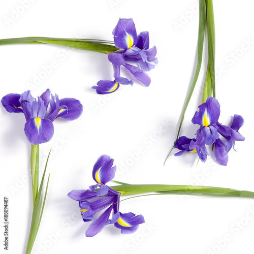 Fototapeta Naklejka Na Ścianę i Meble -  the Violet Irises xiphium (Bulbous iris, Iris sibirica) on white background with space for text. Top view, flat lay. Holiday greeting card for Valentine's Day, Woman's Day, Mother's Day, Easter!