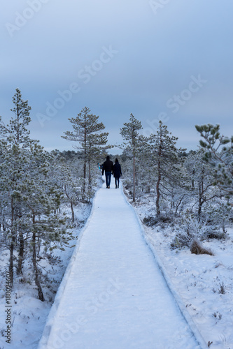 Beautiful winter forest