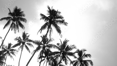 Fototapeta Czarno-białe drzewa kokosowe