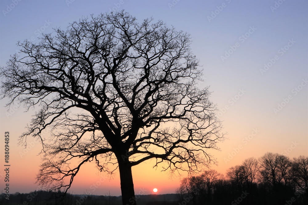 Eiche im Winter bei Sonnenuntergang auf einem Acker in Schleswig-Holstein, Trauerkarte, Bestattung 
