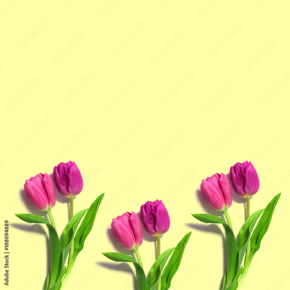 fresh pink tulipson a bright yellow background fresh pink tulipson a bright yellow background