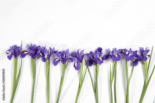 Fototapeta Naklejka Na Ścianę i Meble -  the Violet Irises xiphium (Bulbous iris, Iris sibirica) on white background with space for text. Top view, flat lay. Holiday greeting card for Valentine's Day, Woman's Day, Mother's Day, Easter!