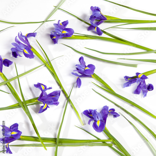 Fototapeta Naklejka Na Ścianę i Meble -  the Violet Irises xiphium (Bulbous iris, Iris sibirica) on white background with space for text. Top view, flat lay. Holiday greeting card for Valentine's Day, Woman's Day, Mother's Day, Easter!