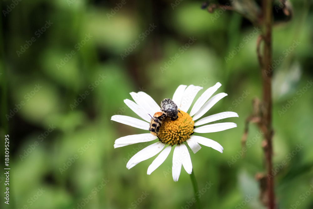 Duo de petits scarabées sur une marguerite Duo de petits scarabées sur une marguerite