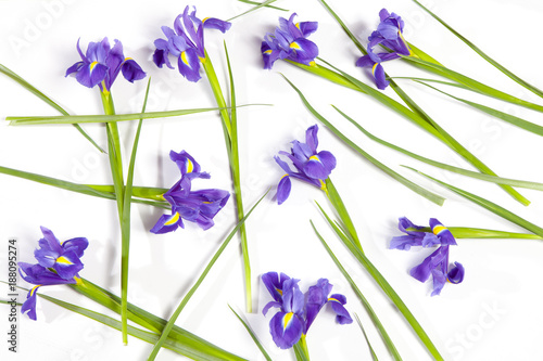 Fototapeta Naklejka Na Ścianę i Meble -  the Violet Irises xiphium (Bulbous iris, Iris sibirica) on white background with space for text. Top view, flat lay. Holiday greeting card for Valentine's Day, Woman's Day, Mother's Day, Easter!