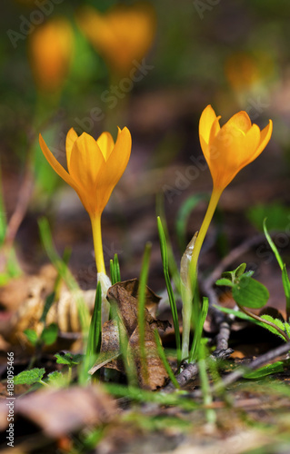 Beautiful yellow crocus flowers closeup