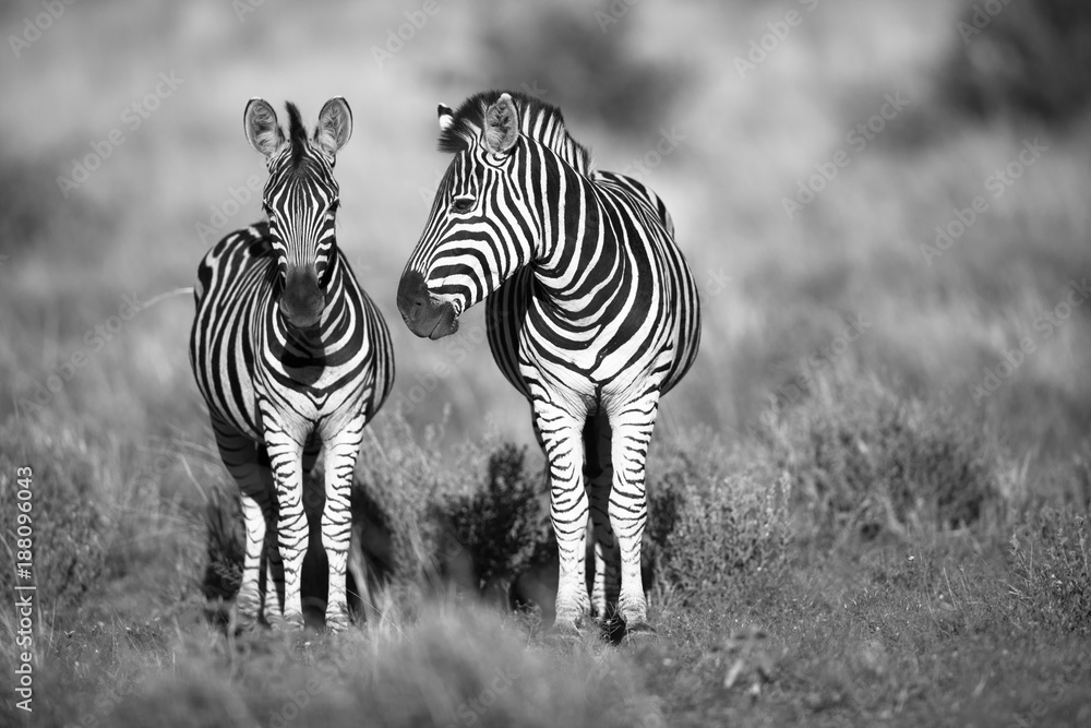 Fototapeta premium Zebra roaming the African savannah