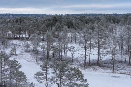 Beautiful winter forest © photoexpert