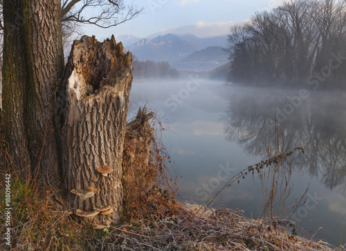 Canvas Print guardano il fiume adda e i monti sovrastanti accanto un albero spezzato e i fung