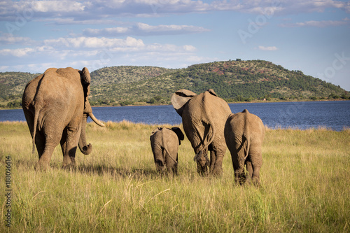 Family of elephants walking to the water
