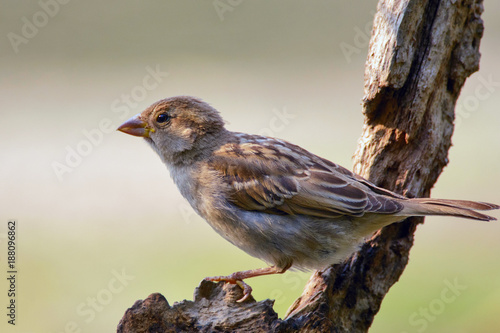 House Sparrow (Passer domesticus) sitting on a stick