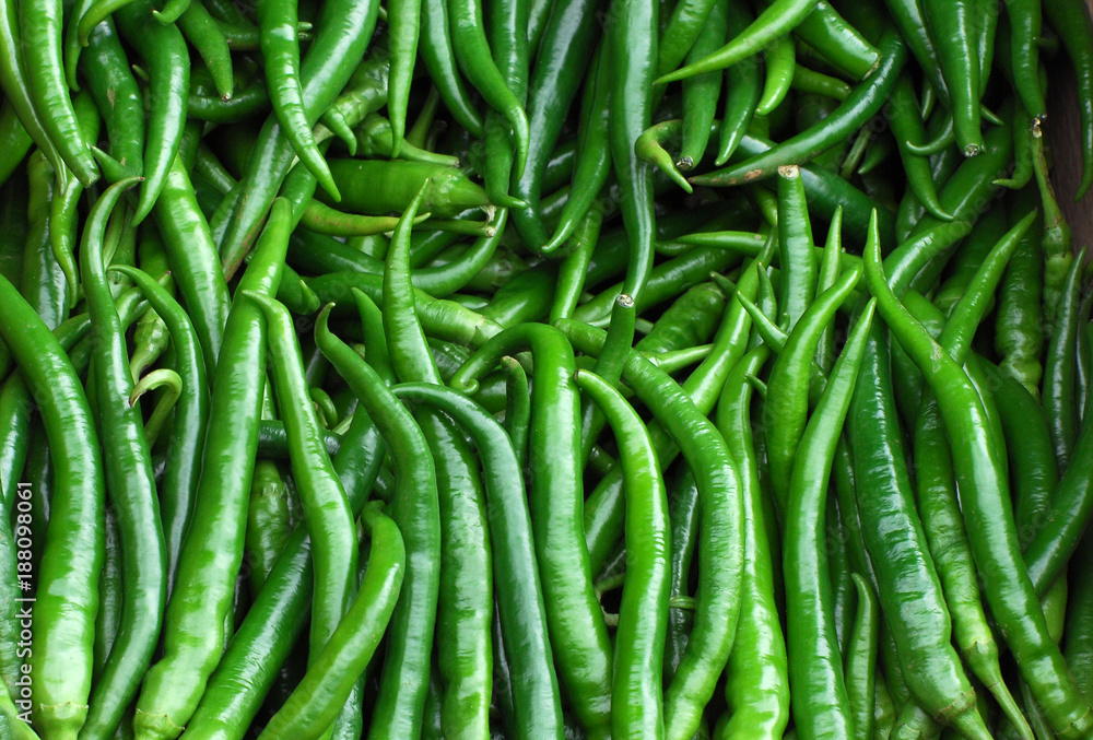 Fresh green pepper pile in harvest season Fresh green pepper pile in harvest season