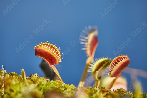 Venus flytrap carnivorous plant