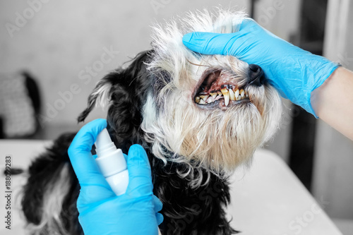 doctor examines a dog's teeth, dog tartar, dental disease in a dog, veterinarian's hands, latex gloves, oral hygiene of dog, spray for cleaning teeth of a dog, sick dog, close-up of the problem