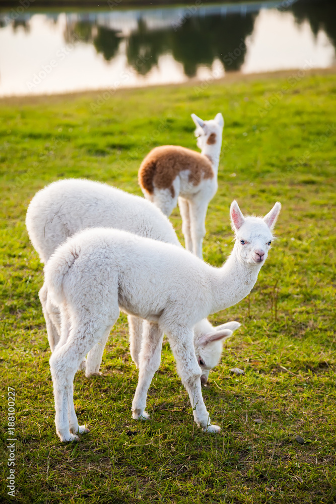 three cute young alpacas three cute young alpacas