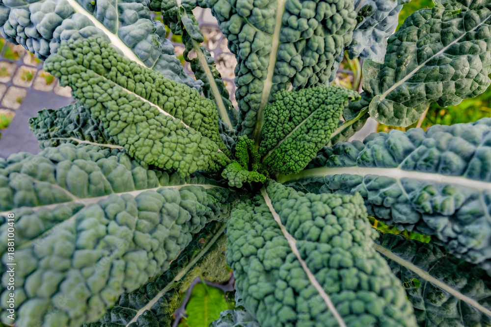 Kale cabbage close-up growing naturally. Kale cabbage close-up growing naturally.