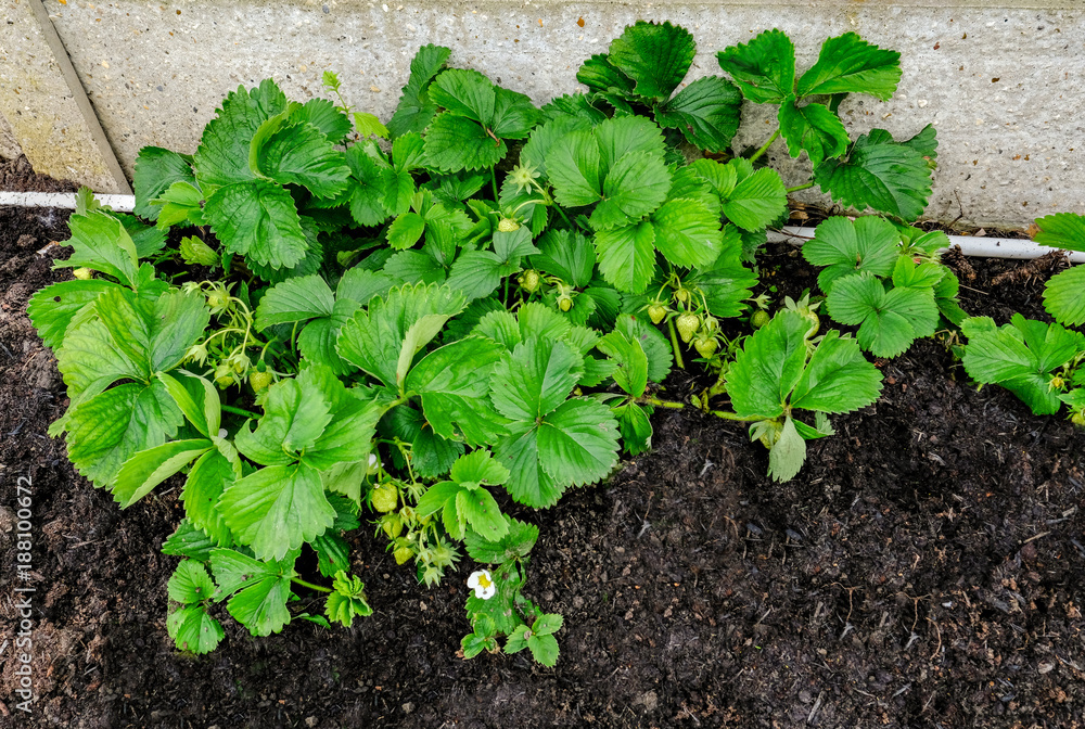 Strawberry plant growing in early summer. Strawberry plant growing in early summer.