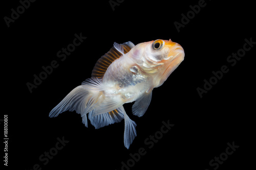 goldfish isolated on black background.