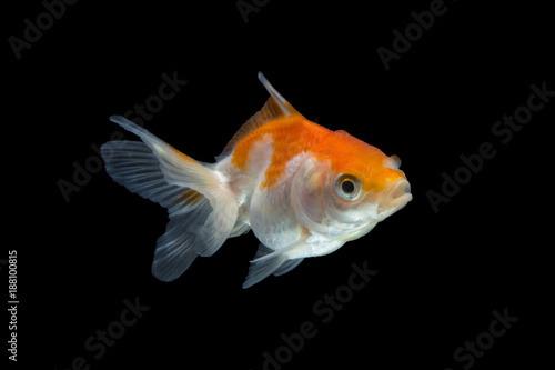 goldfish isolated on black background.