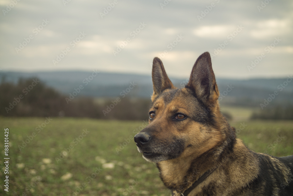 Deutscher Schäferhund im Frühjahr Deutscher Schäferhund im Frühjahr