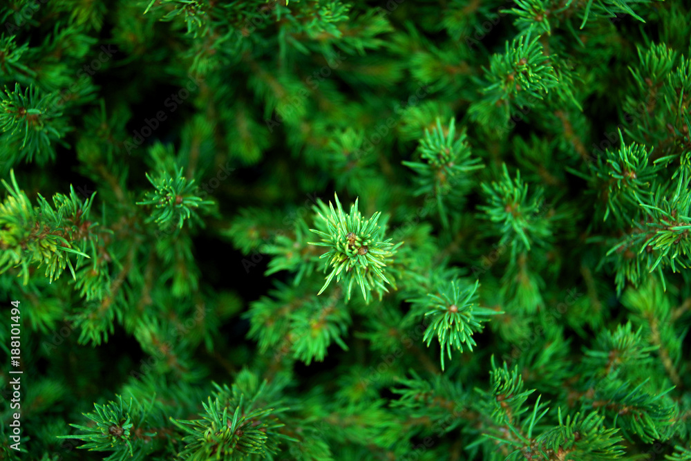 Canadian fir Conica