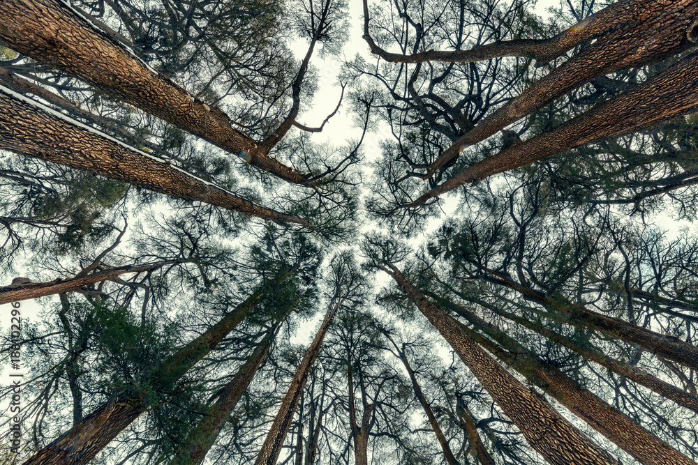Fototapeta premium Cedry drzew w tle lasu