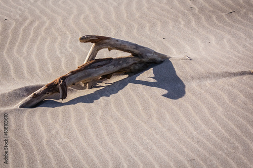 driftwood and sand on a wild beach