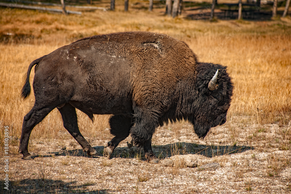 Bison, Yellowstone National Park, Wyoming, USA Bison, Yellowstone National Park, Wyoming, USA