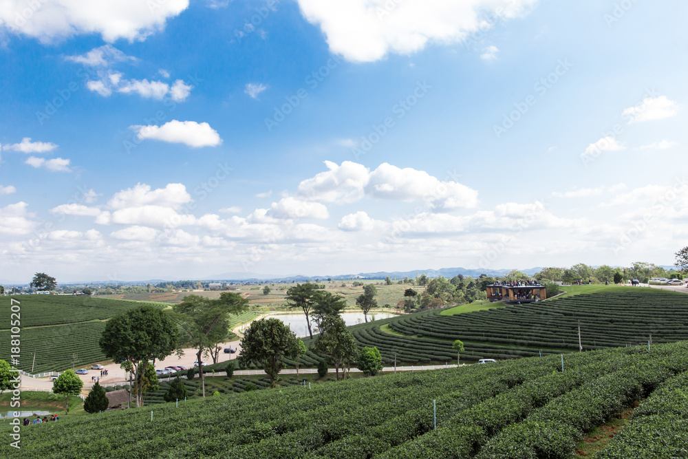 Green tea field and blue sky background