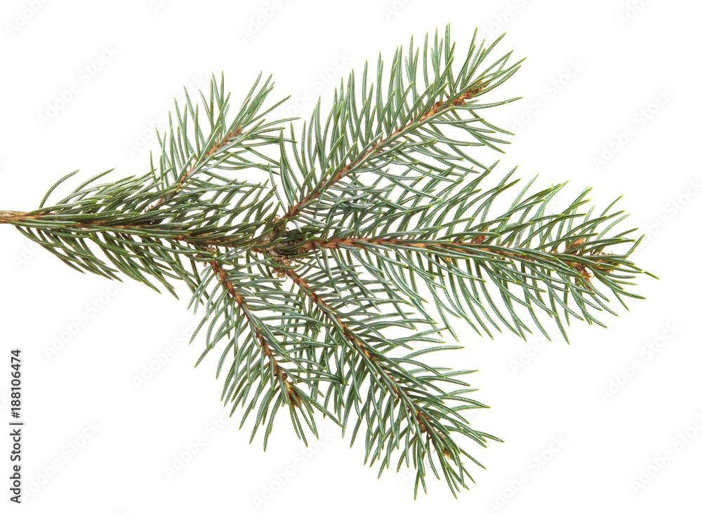 branch of spruce with needles. isolated on white background branch of spruce with needles. isolated on white background