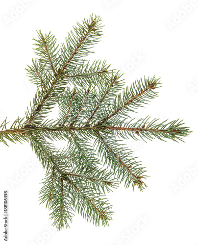 branch of spruce with needles. isolated on white background
