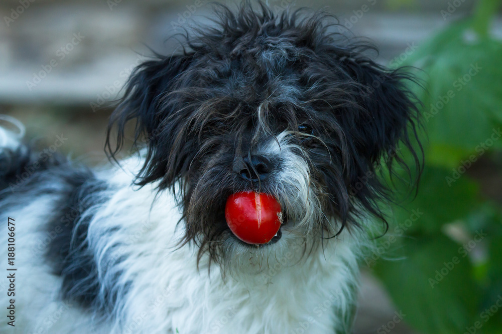 Shaggy dog with tomato